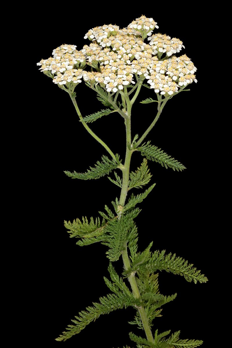 Common Yarrow