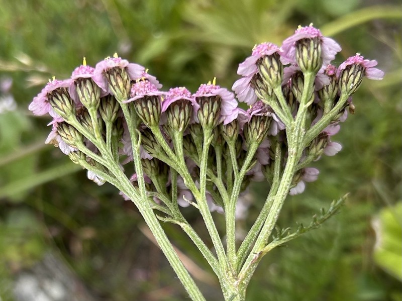 Achillea millefolium subsp. alpestris
