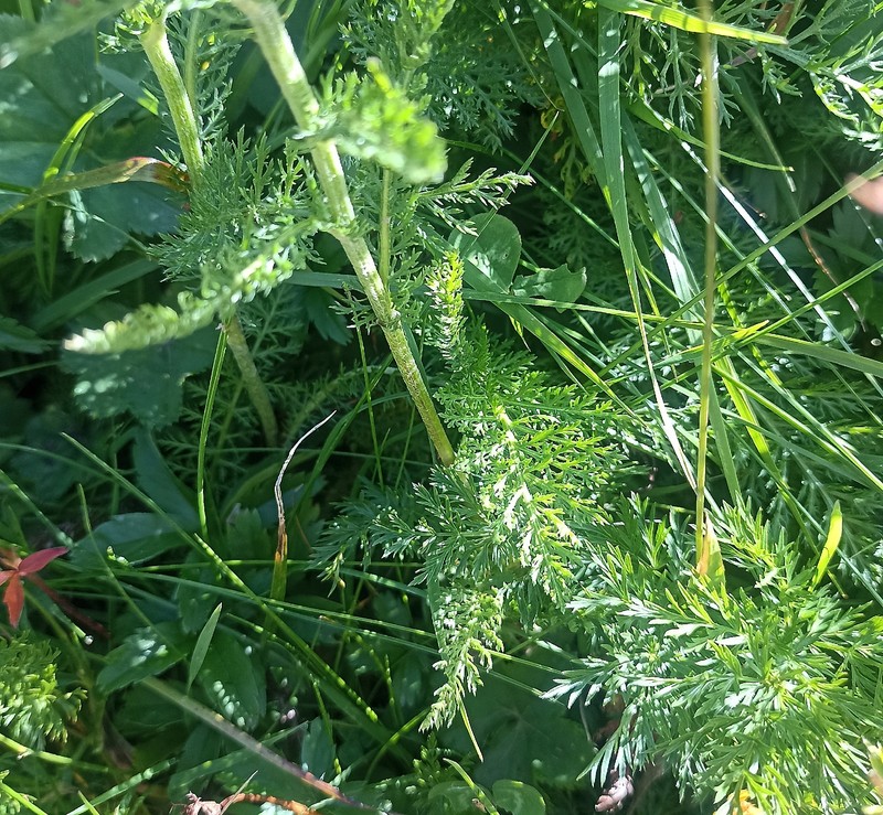 Achillea millefolium subsp. alpestris photo 2