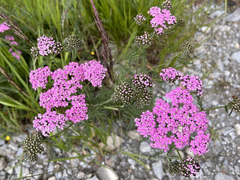 Achillea millefolium subsp. alpestris photo 3