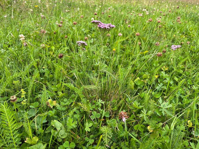 Achillea millefolium subsp. alpestris photo 4