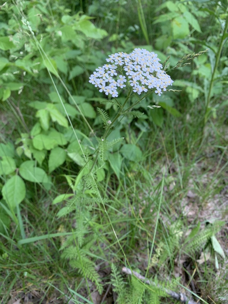 Achillea millefolium subsp. millefolium