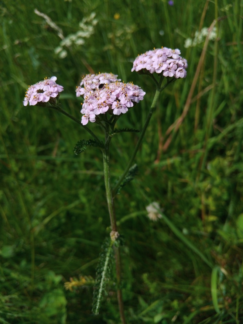 Achillea millefolium subsp. millefolium photo 2