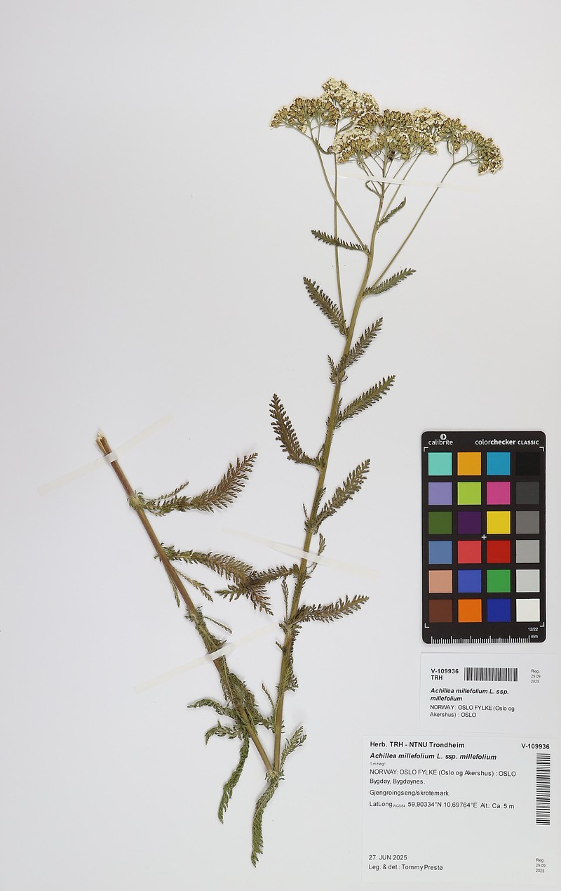 Achillea millefolium subsp. millefolium photo 3