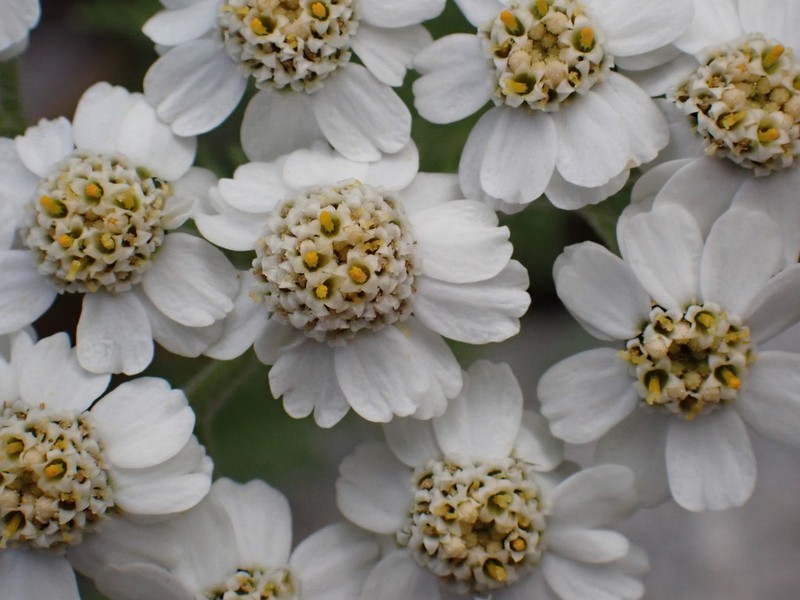 Achillea multifida