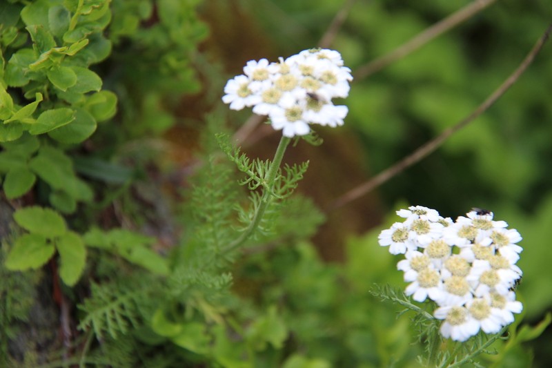 Achillea multifida photo 2