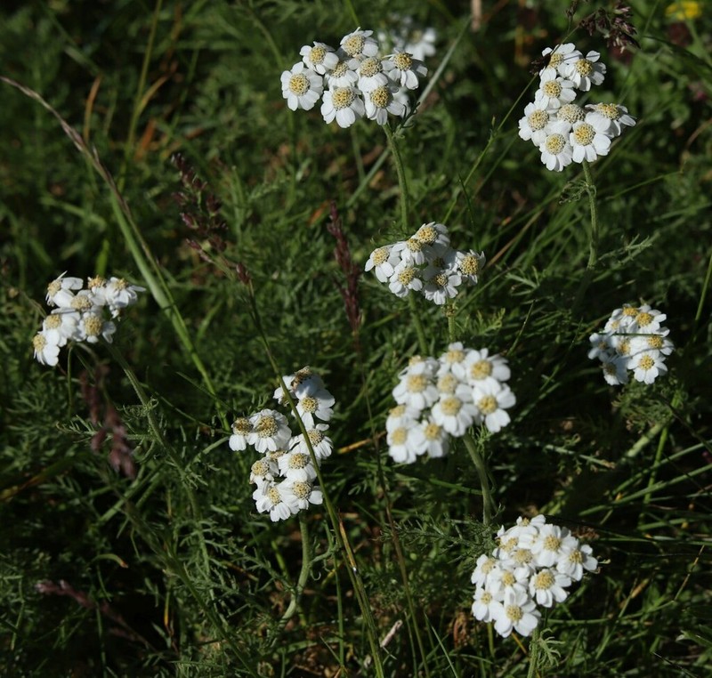 Achillea multifida photo 3