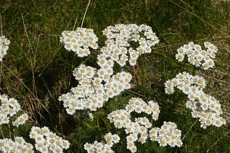 Achillea multifida photo 4