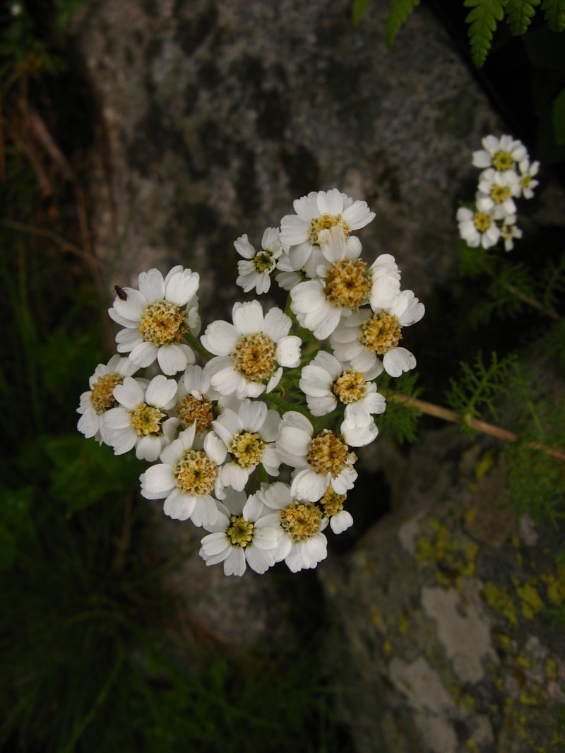Achillea multifida photo 5