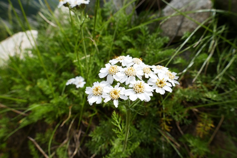 Achillea multifida photo 6