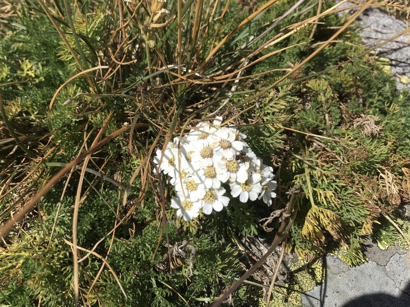 Achillea multifida photo 7