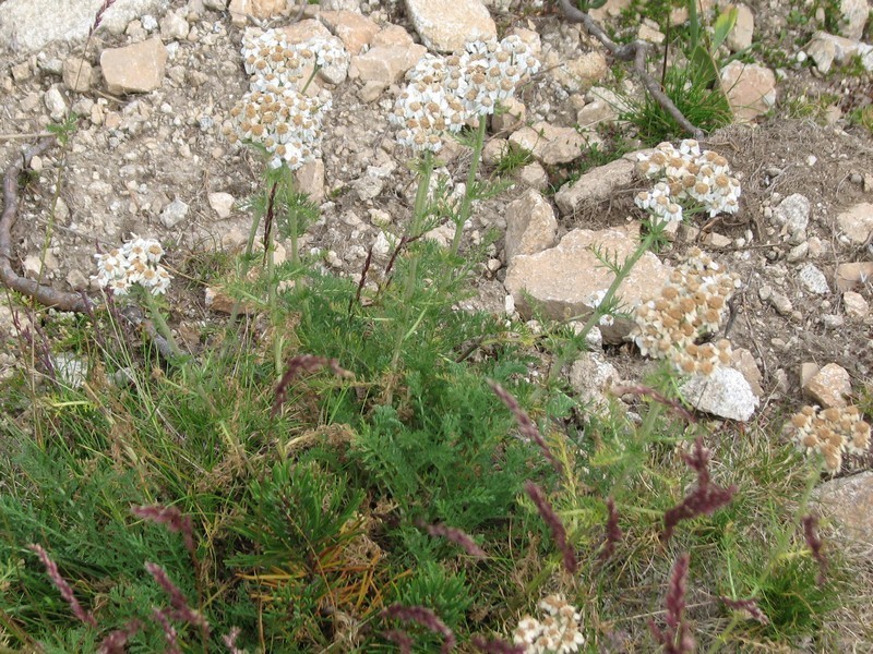 Achillea multifida photo 8