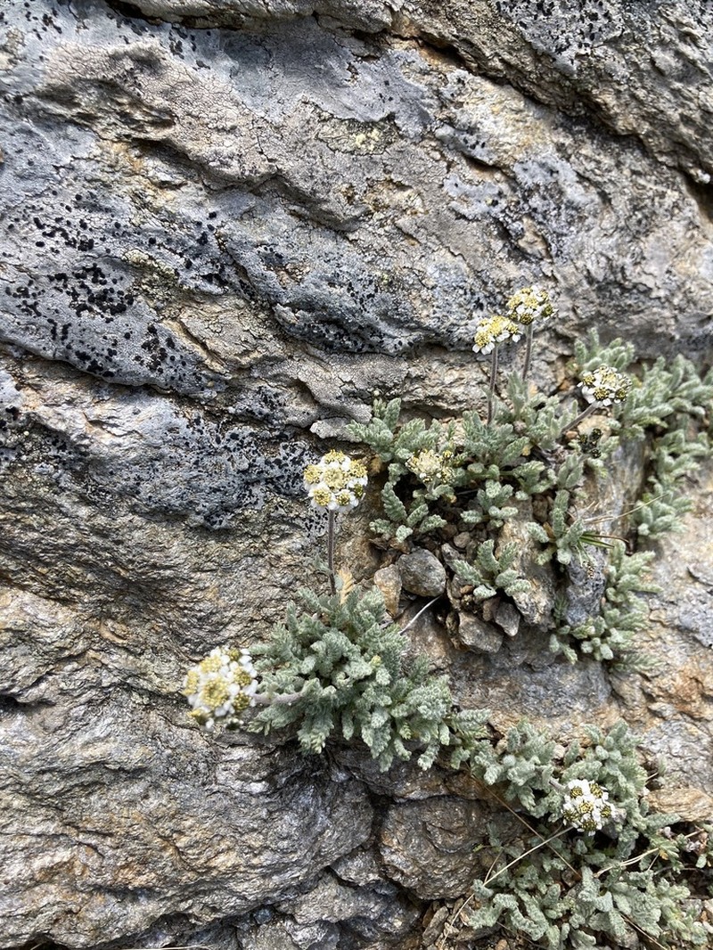 Achillea nana
