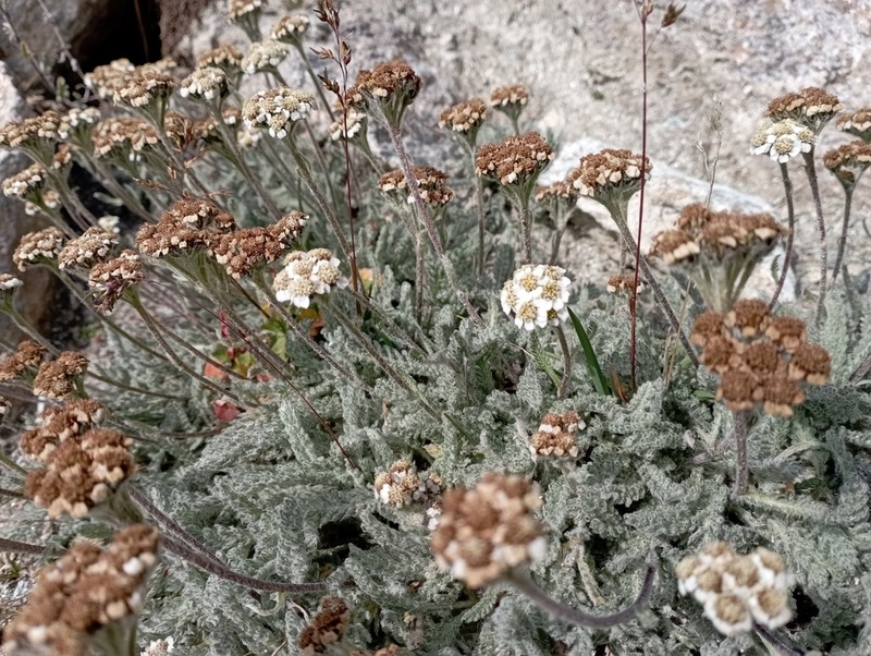 Achillea nana photo 3