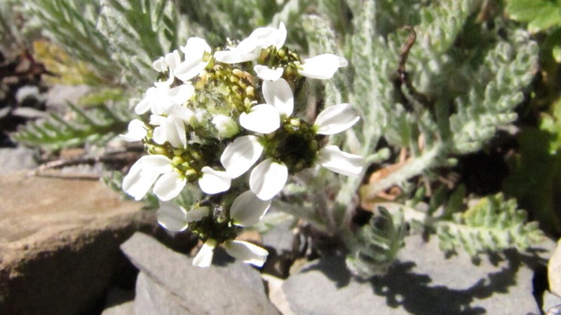 Achillea nana photo 4