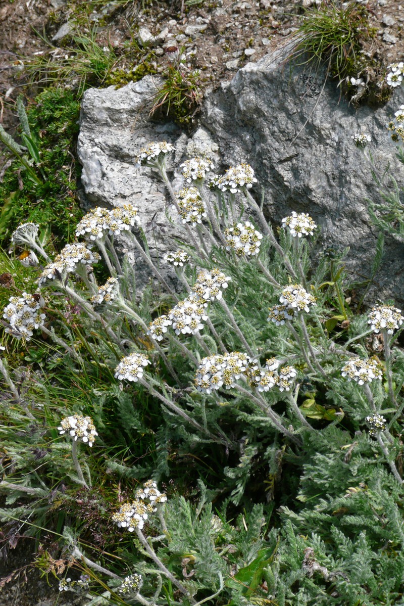 Achillea nana photo 5