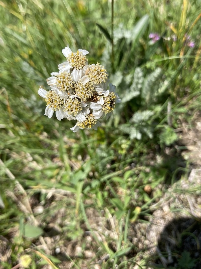 Achillea nana photo 6