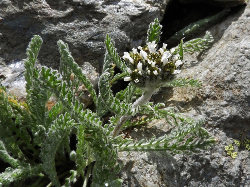 Achillea nana photo 7
