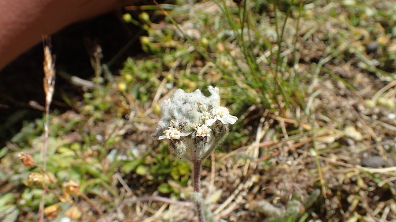 Achillea nana photo 8