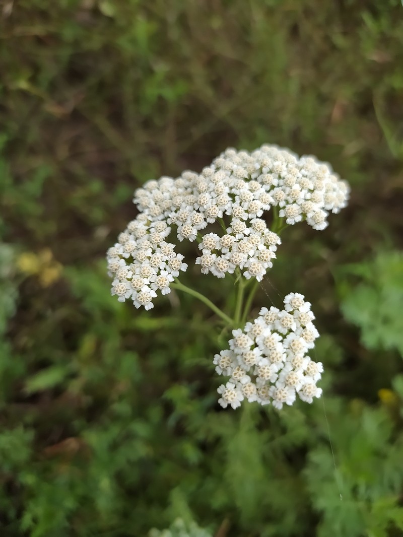 Noble Yarrow photo 4