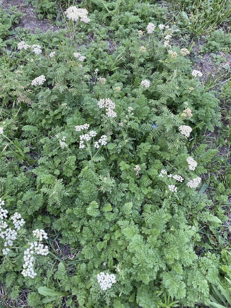 Noble Yarrow photo 5