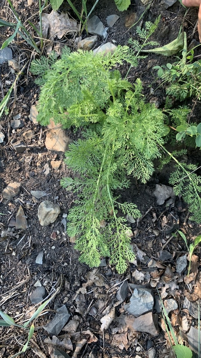 Noble Yarrow photo 6