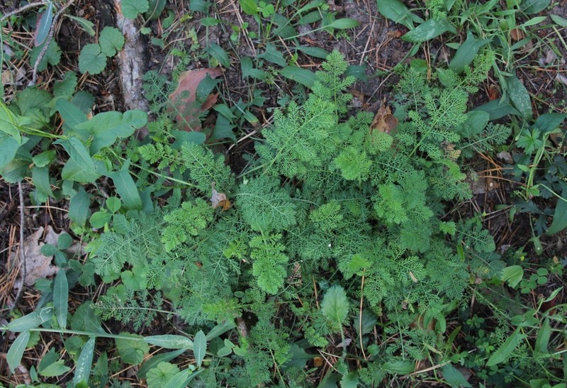 Noble Yarrow photo 7