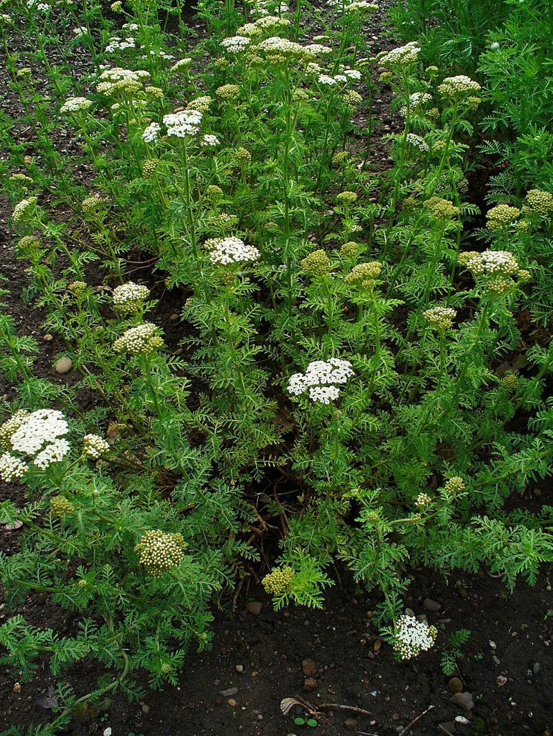 Noble Yarrow photo 2