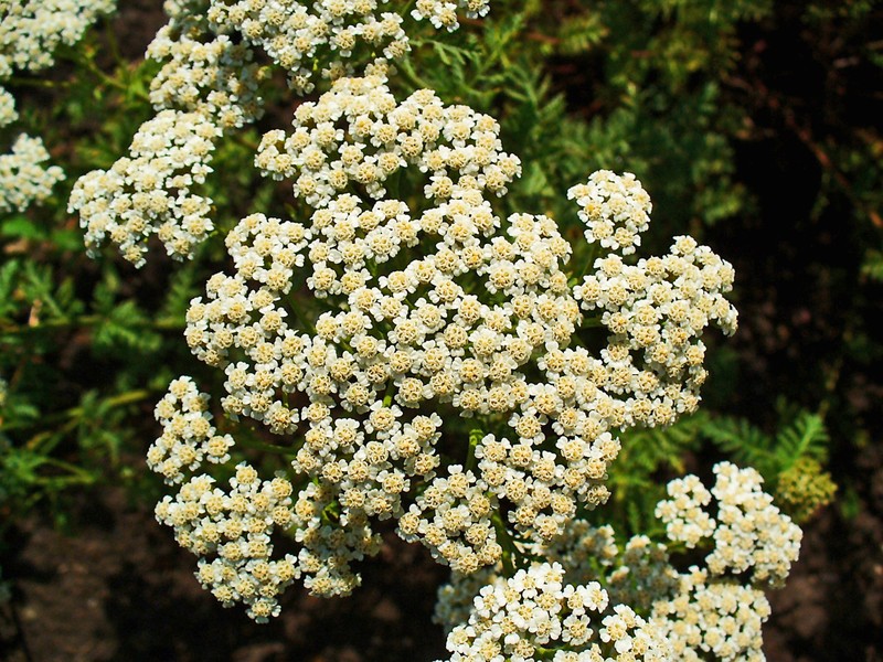 Noble Yarrow photo 3