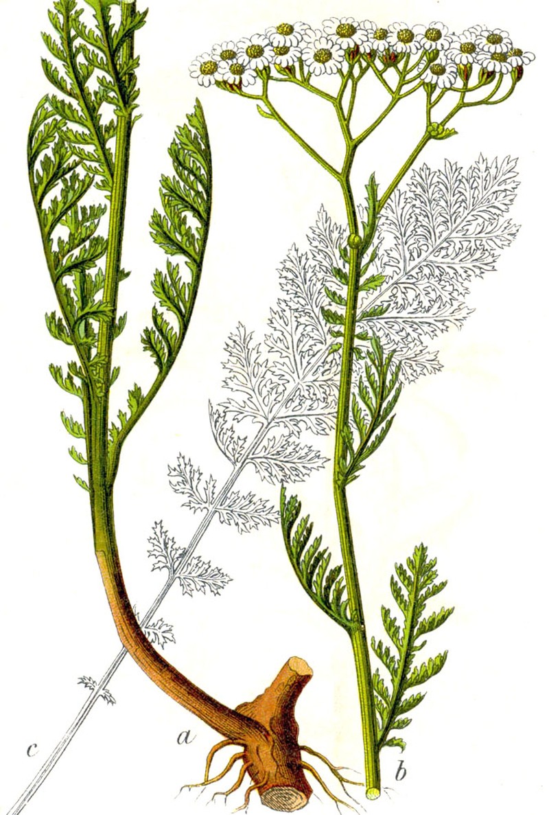 Noble Yarrow