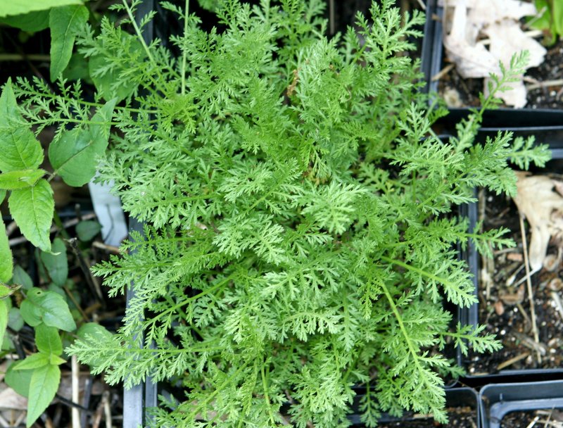 Noble Yarrow photo 4