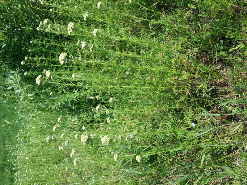 Noble Yarrow photo 5