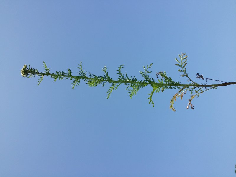 Noble Yarrow photo 6