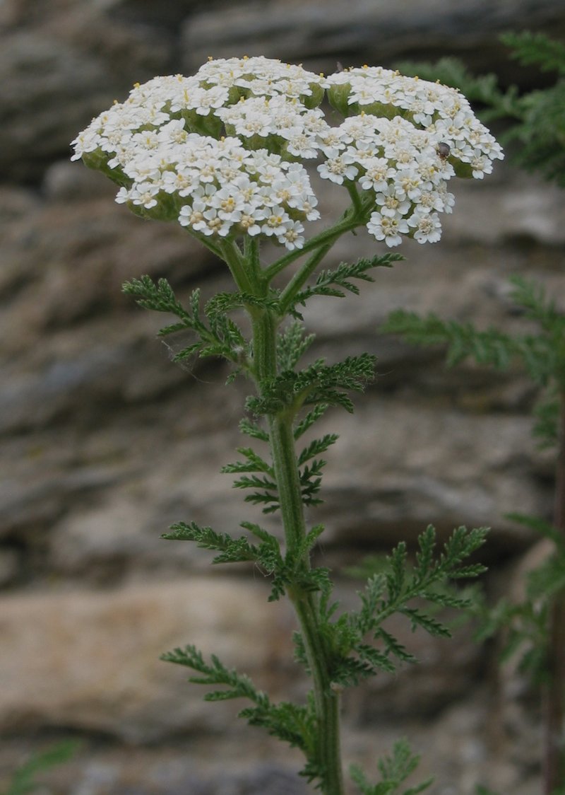 Noble Yarrow photo 7