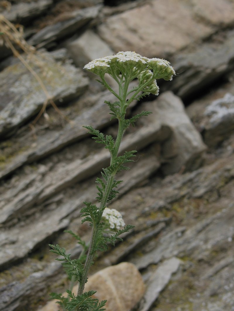 Noble Yarrow photo 8