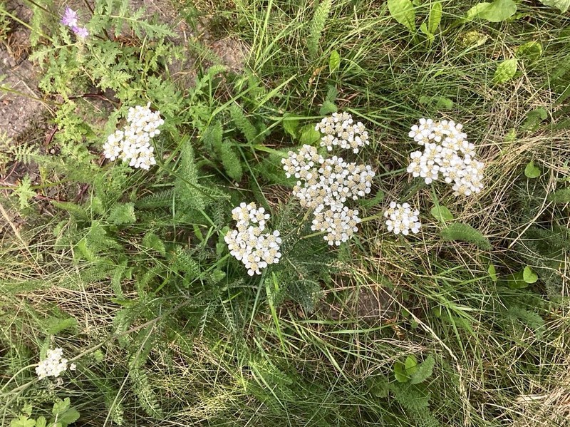 Achillea nobilis subsp. nobilis