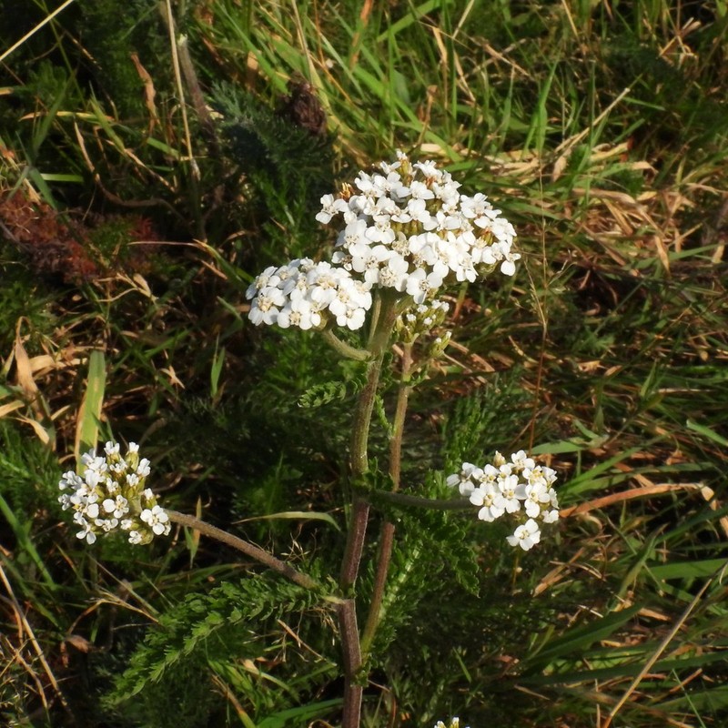 Achillea nobilis subsp. nobilis photo 2
