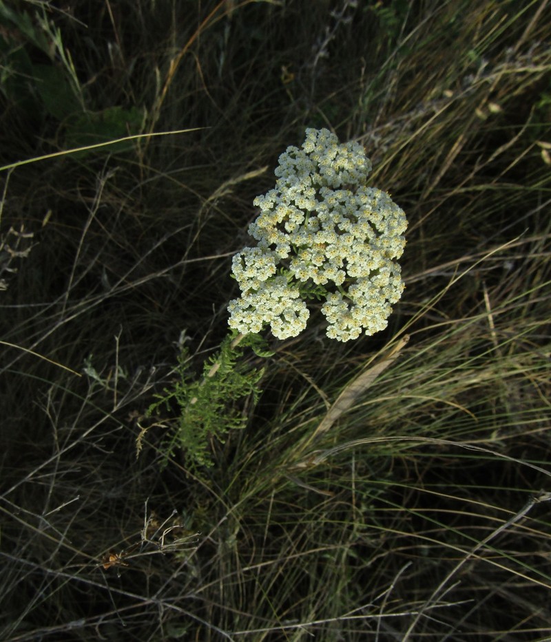 Achillea nobilis subsp. nobilis photo 3