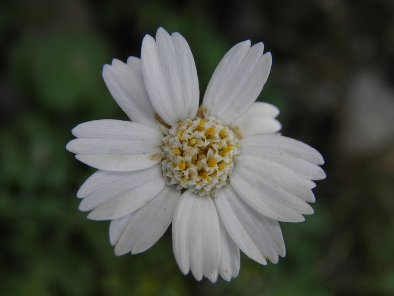 Achillea occulta