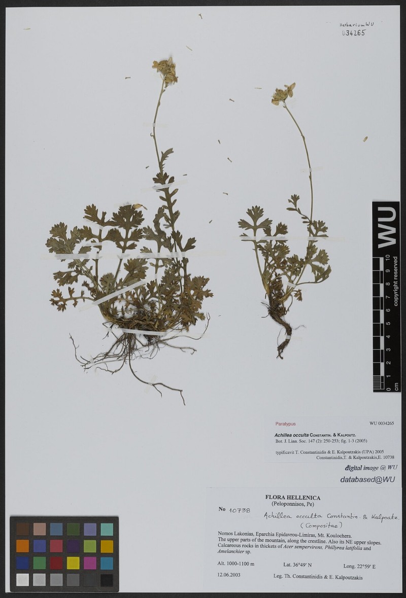 Achillea occulta