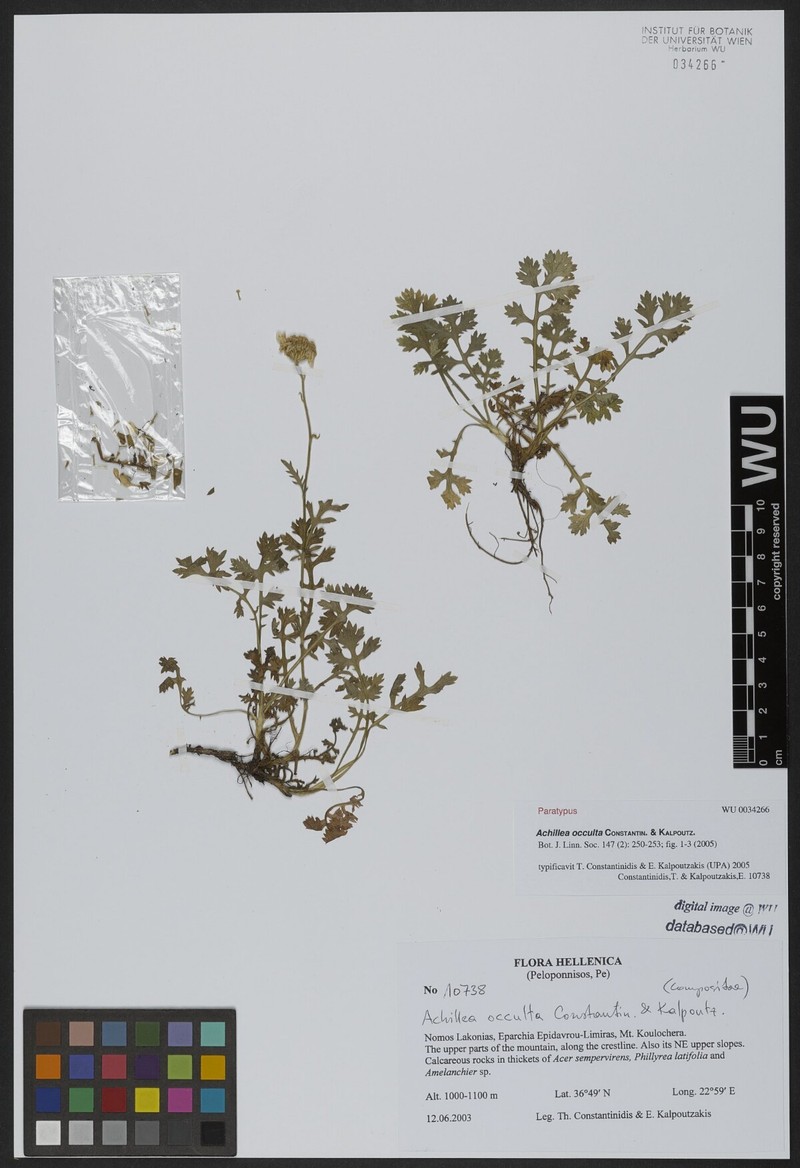 Achillea occulta photo 2