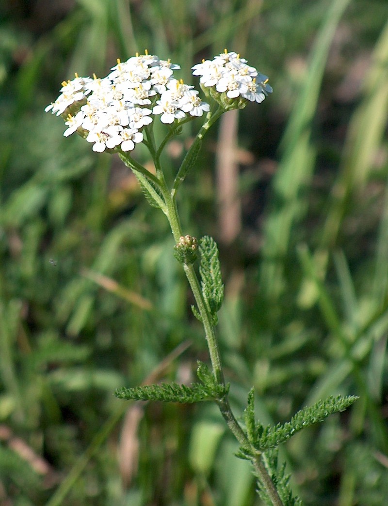 Achillea ochroleuca