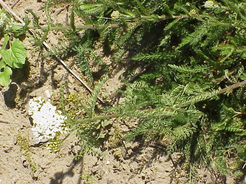 Achillea ochroleuca photo 2