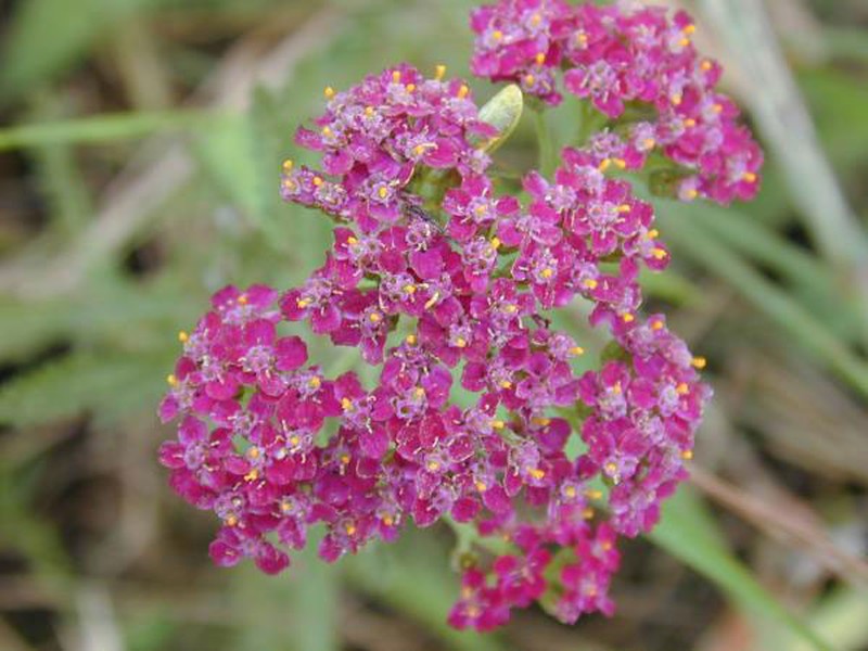 Achillea ochroleuca photo 3