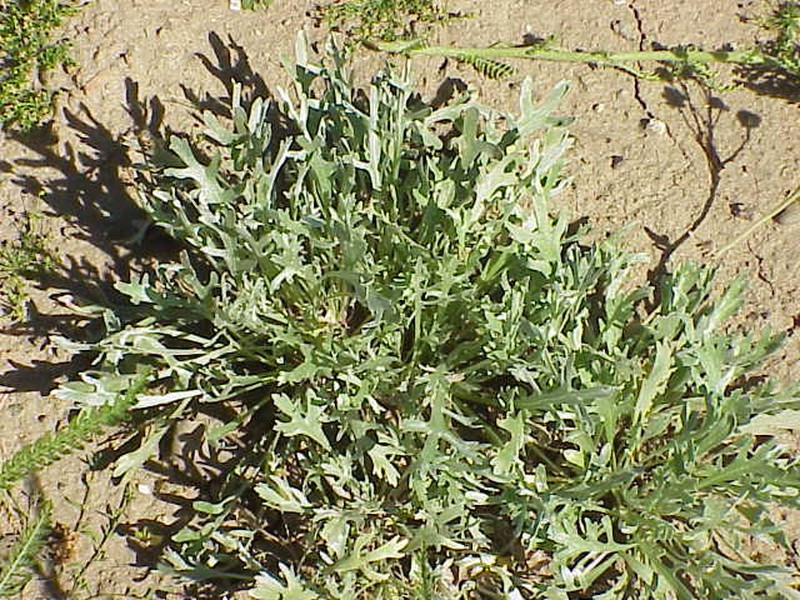 Achillea ochroleuca photo 4