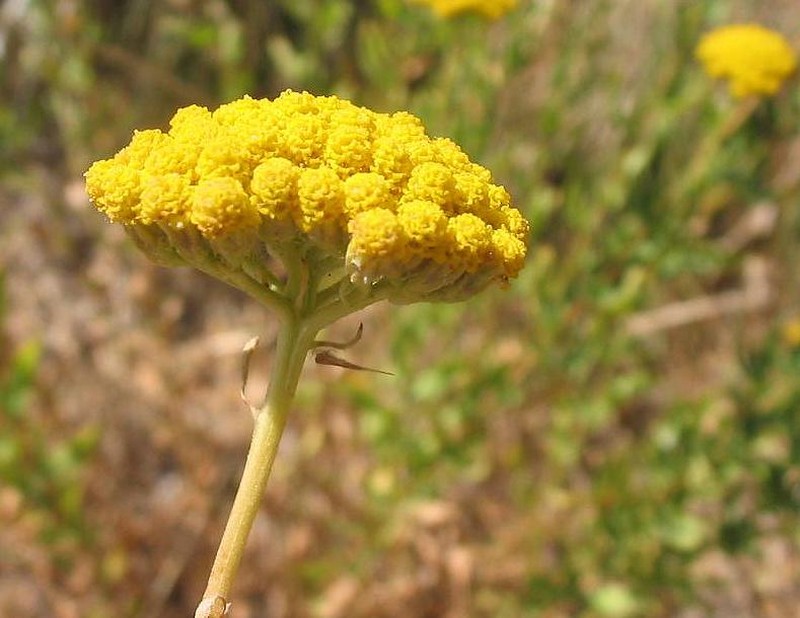 Achillea ochroleuca photo 5