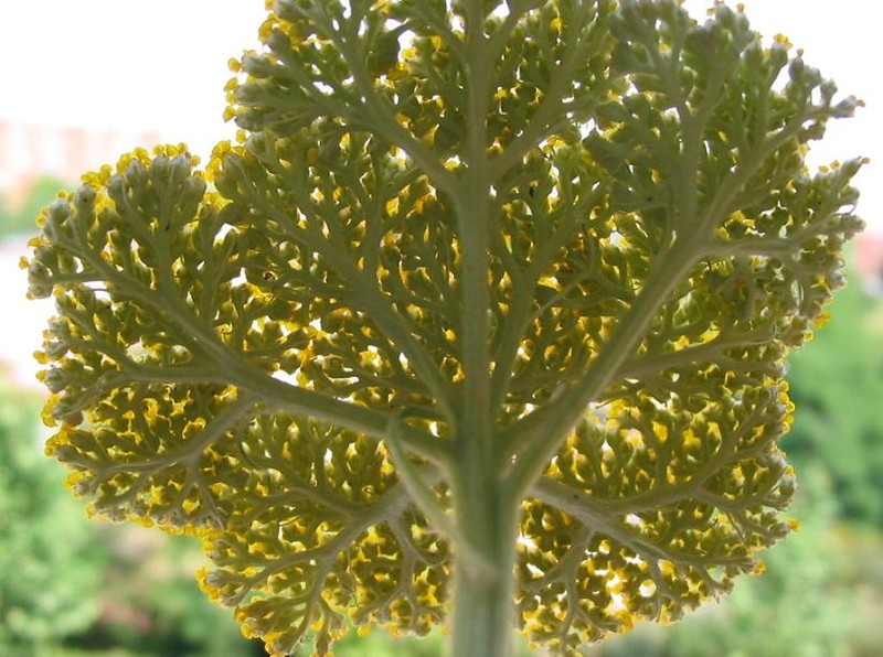 Achillea ochroleuca photo 6