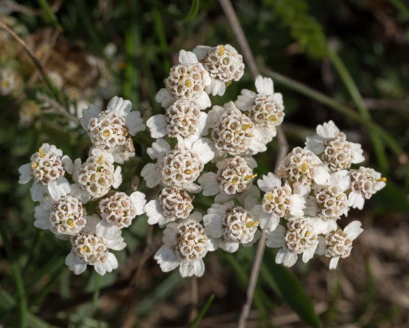 Achillea ochroleuca photo 7