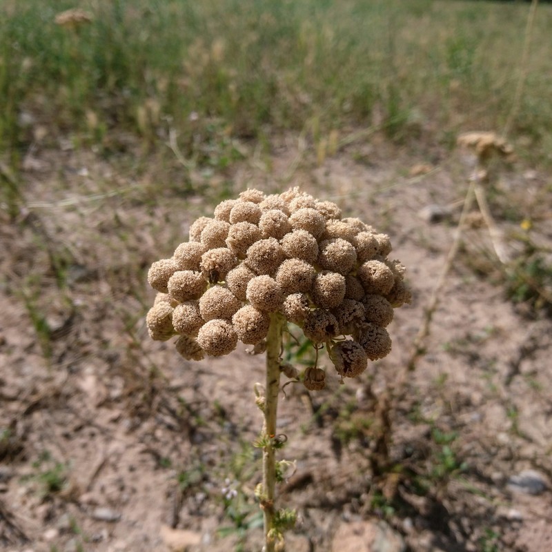 Achillea ochroleuca photo 8