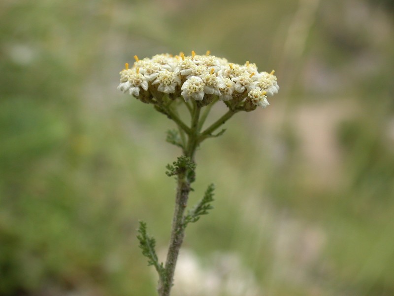 Achillea odorata